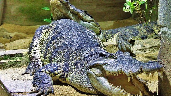 Krokodýlí ZOO Protivín (Crocodile Zoo Protivín)